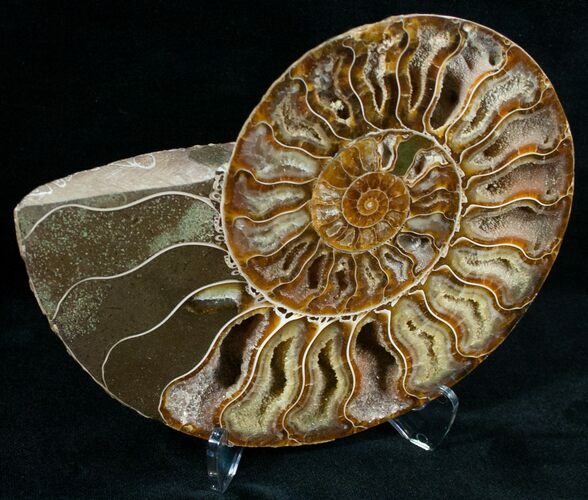 Split Ammonite Fossil (Half) #6887